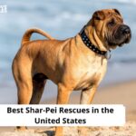 Shar-Pei Rescues