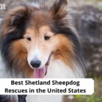 Shetland Sheepdog Rescues