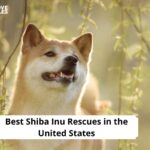 Shiba Inu Rescues