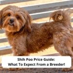 Shih-Poo-Price-Guide-What-To-Expect-From-a-Breeder-template