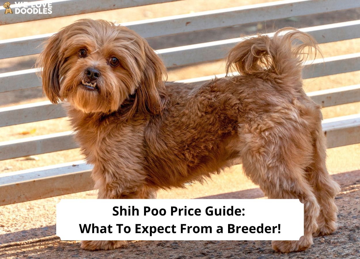 Shih Poo Price Guide What To Expect From a Breeder! (2023) We Love