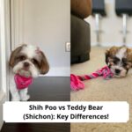 Shih-Poo-vs.-Teddy-Bear-Shichon-5-Key-Differences-template