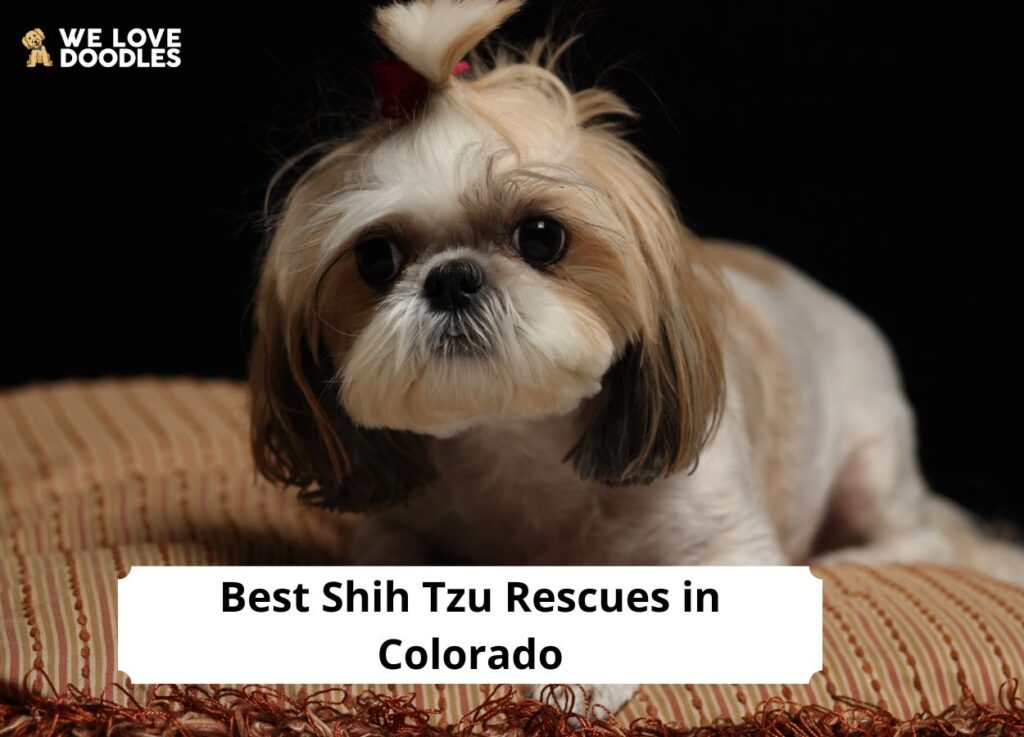 7 Best Shih Tzu Rescues In Colorado 2024 We Love Doodles   Shih Tzu Rescues In Colorado 1024x737 