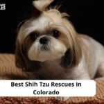 Shih Tzu Rescues in Colorado