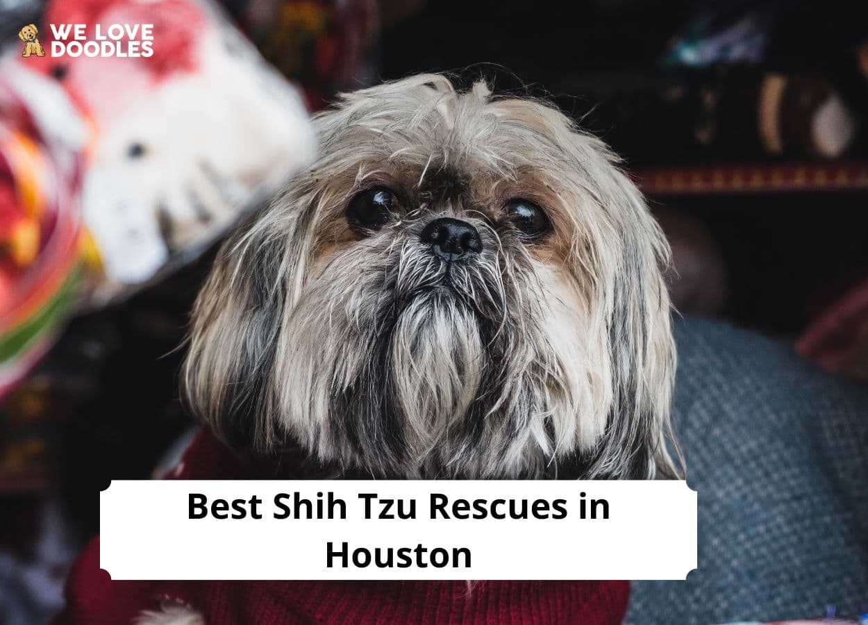 Shih Tzu Rescues in Houston