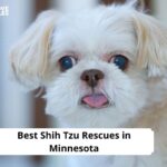 Shih Tzu Rescues in Minnesota