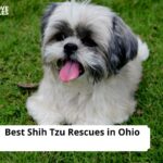 Shih Tzu Rescues in Ohio