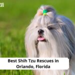 Shih Tzu Rescues in Orlando, Florida