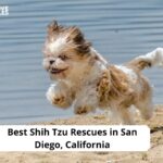 Shih Tzu Rescues in San Diego, California