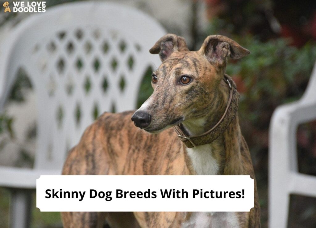 Big skinny hotsell dog breeds