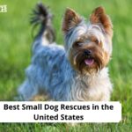 Small Dog Rescues