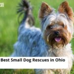 Small Dog Rescues
