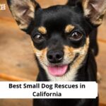 Small Dog Rescues in California
