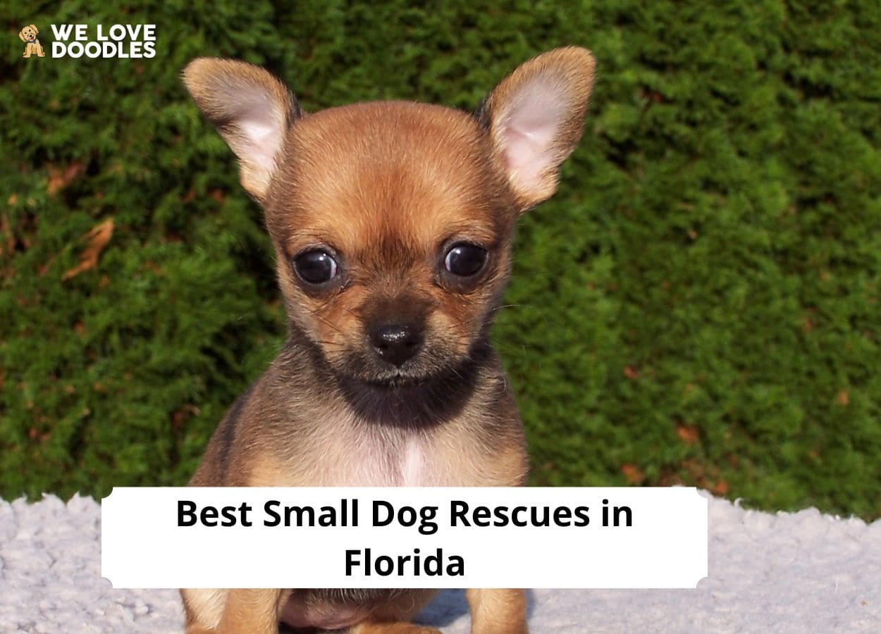 8 Best Small Dog Rescues in Florida!