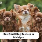 Small Dog Rescues in Michigan