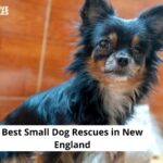 Small Dog Rescues in New England