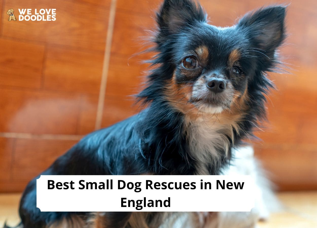 Small Dog Rescues in New England