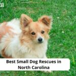 Small Dog Rescues in North Carolina