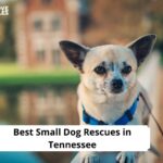 Small Dog Rescues in Tennessee