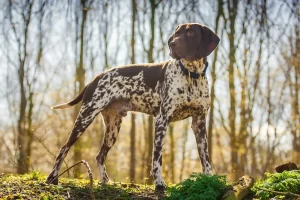 Southeast German Shorthaired Pointer Rescue (WirehairedPointingGriffonUSA)