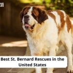 St. Bernard Rescues