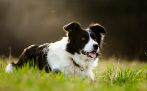 Find a Border Collie Rescue Shelter Near Me in Virginia