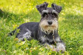 4 Best Schnauzer Rescues in Georgia! (2023) - We Love Doodles