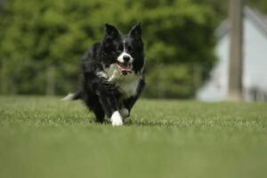 Find a Border Collie Rescue Shelter Near Me in Oregon
