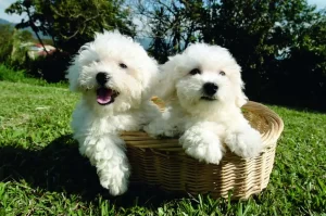 Find a Bichon Frise Rescue Shelter Near Me in Ohio