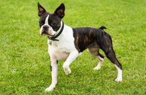 The Boston Terrier