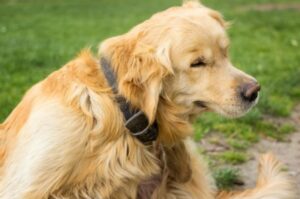 The Harm of Boric Acid to your Dog