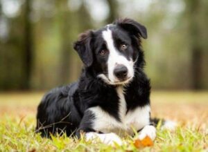 The Pixie Project (BorderCollieOR)