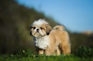 The Shih-Poo Coat