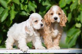The Top 9 Cocker Spaniel Rescue Options in the USA