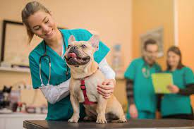 Tips for Giving Your Dog Medication On Time