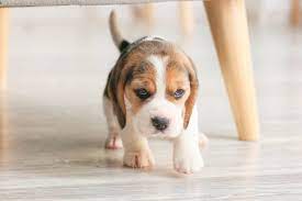 Find a Beagle Rescue Shelter Near Me in the Midwest