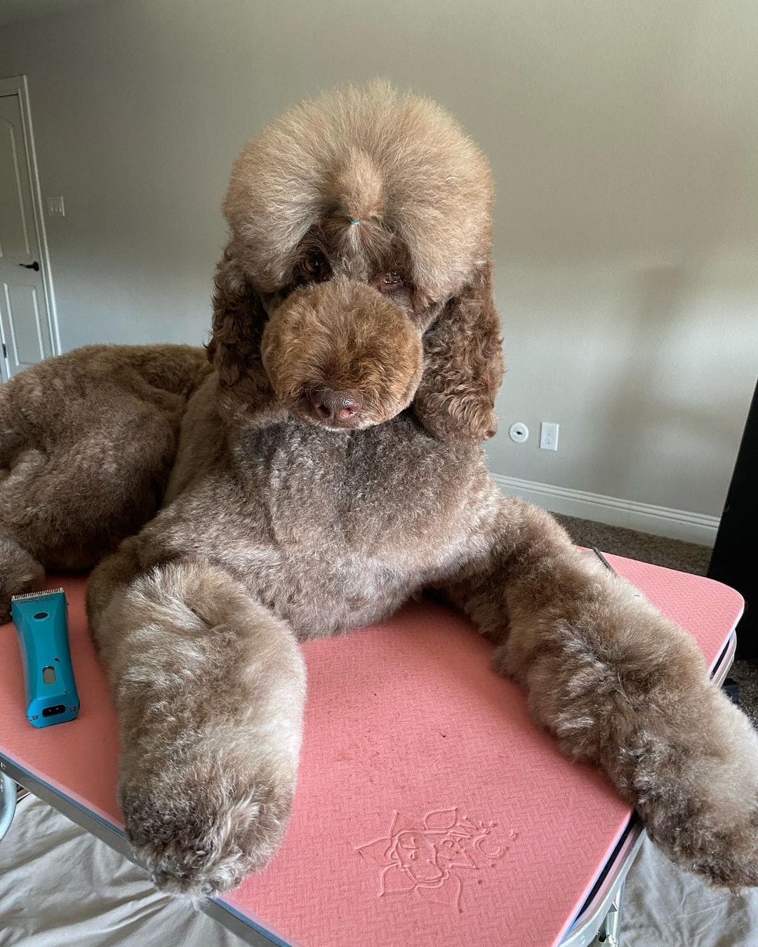 The 6 Best Dog Shears for Poodles! (2024) We Love Doodles