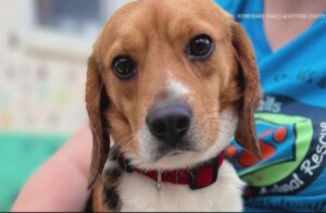 Triangle Beagle Rescue of NC – North Carolina (BeagleUSA)