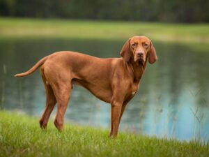 Vizsla (Dog-LikeDoberman)