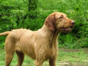 Vizsla poodle best sale