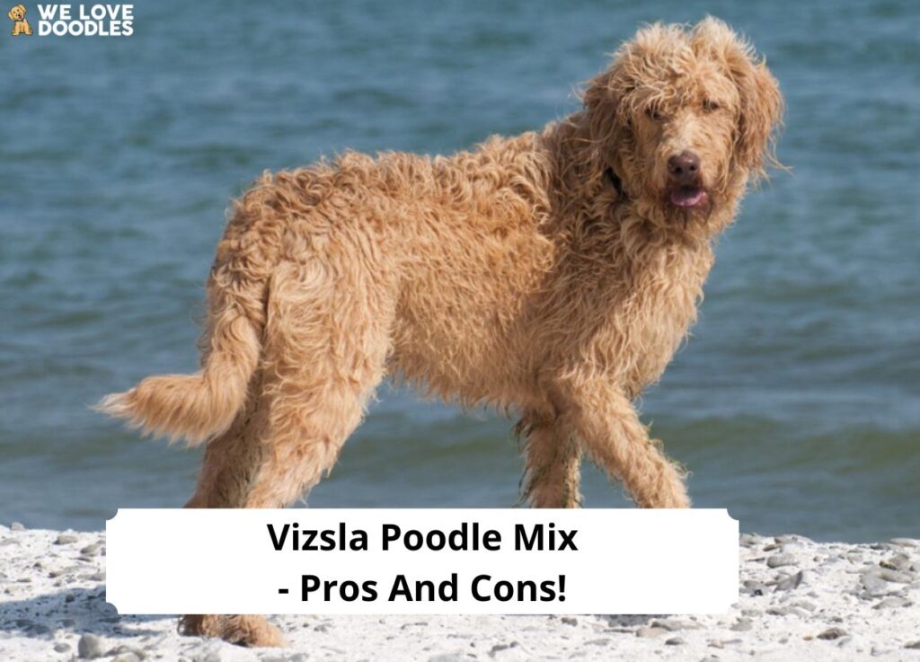 what poodle hybrid are best for children