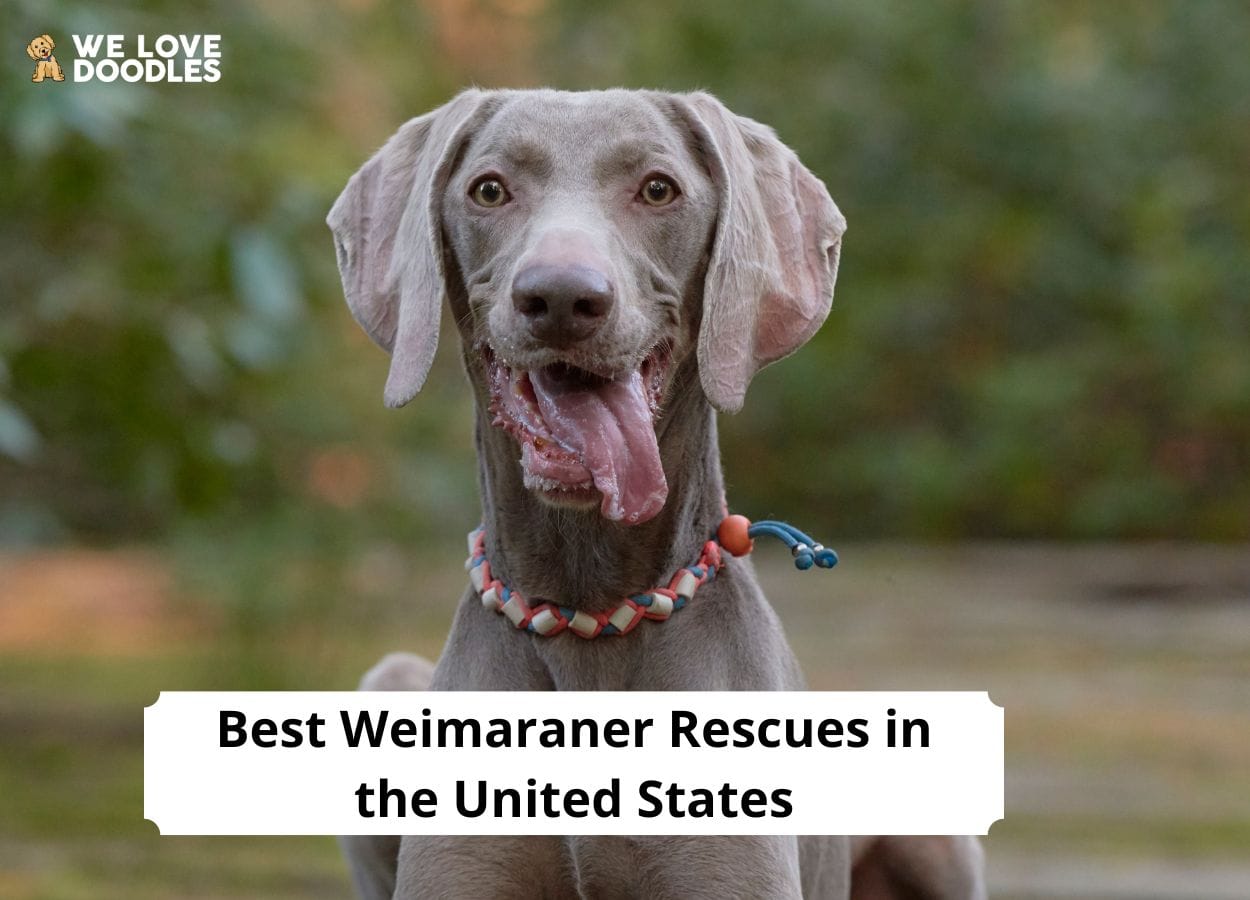Weimaraner Rescues