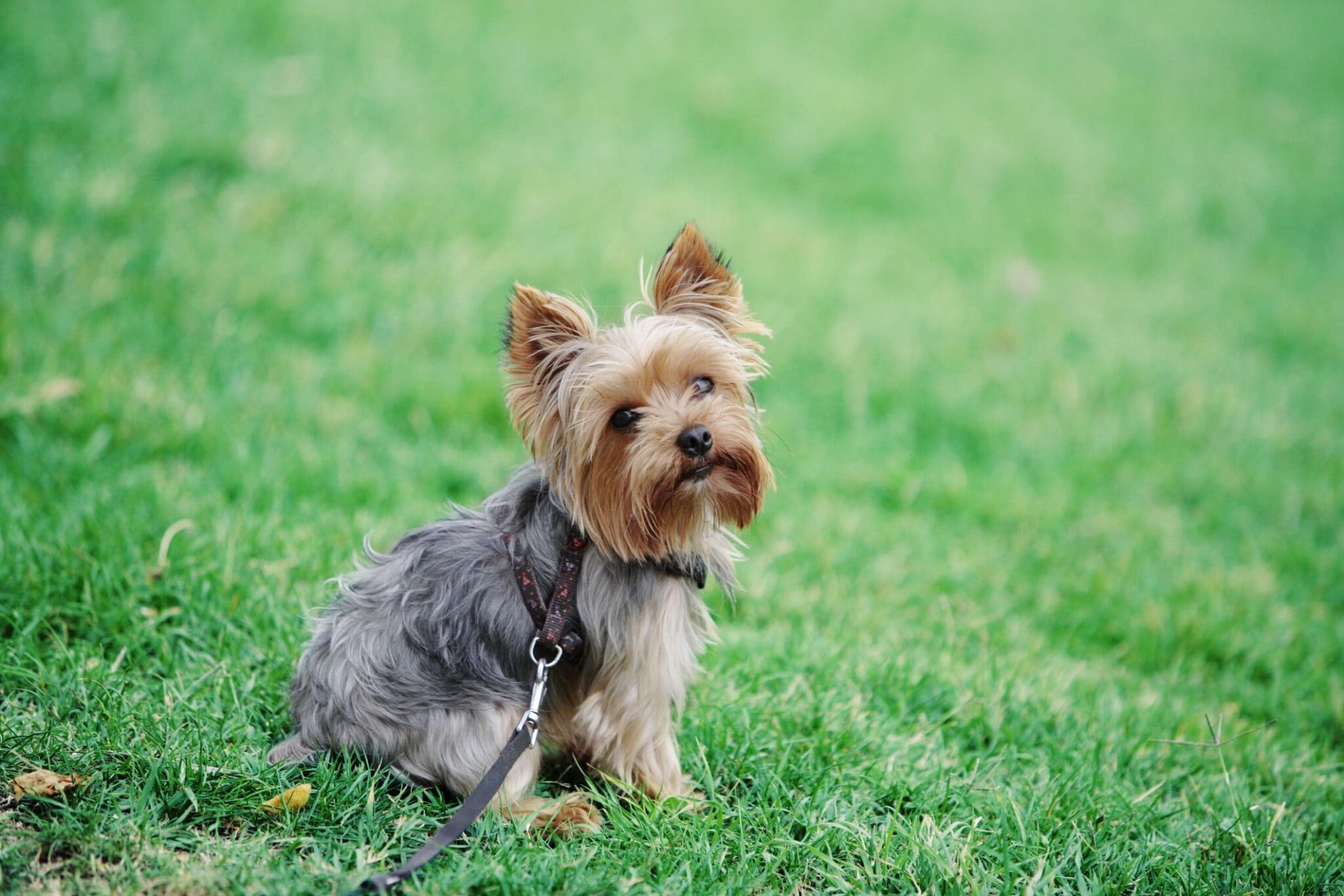 When Is a Yorkie Poo Full Grown? - We Love Doodles