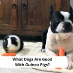 What-Dogs-Are-Good-With-Guinea-Pigs-template