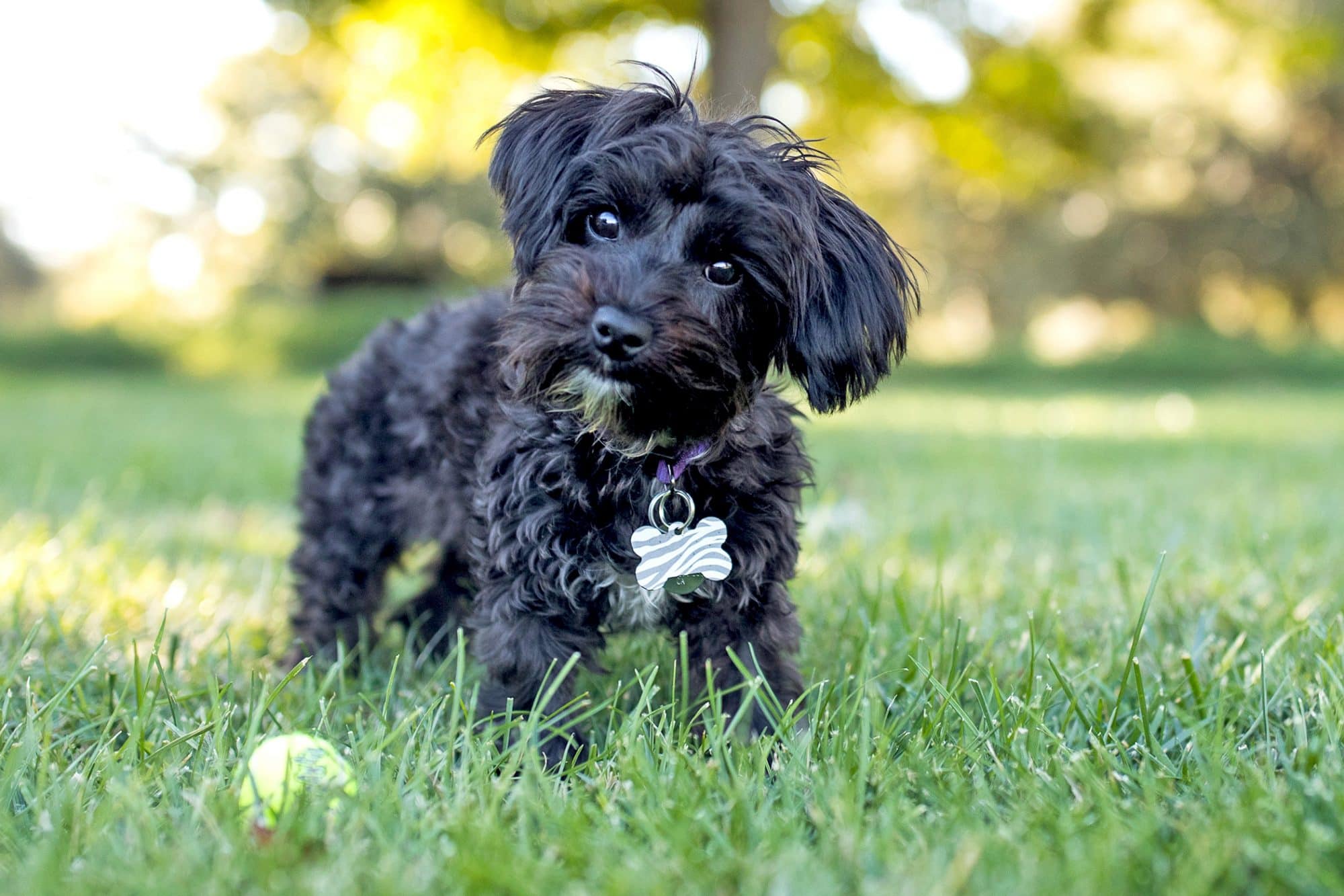Yorkie Poo Price Guide What To Expect From a Breeder!