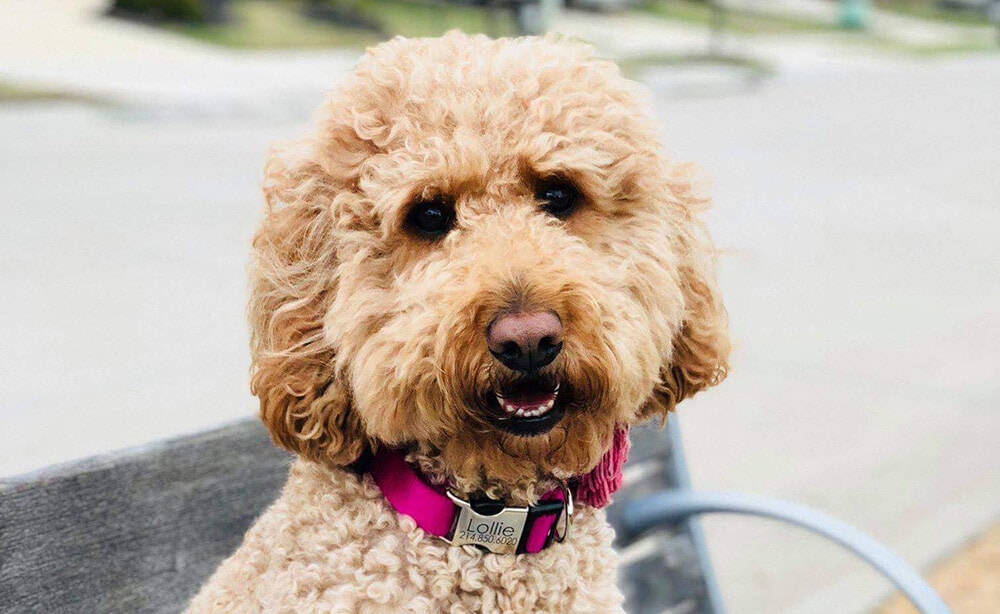 Goldendoodle Neck Size Choose the Right Collar Size! (2024) We Love