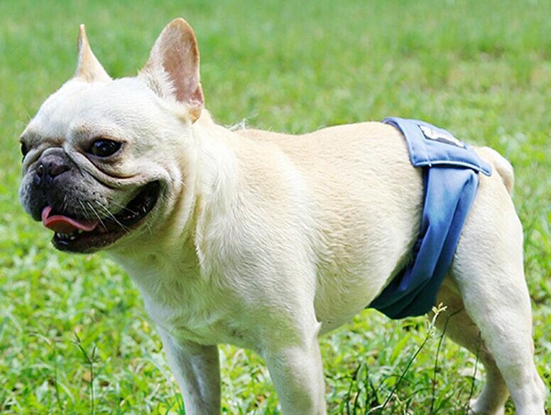 How to Make a Dog Diaper Out of a Sock, Pee Pad, or Shirt? (2024) We