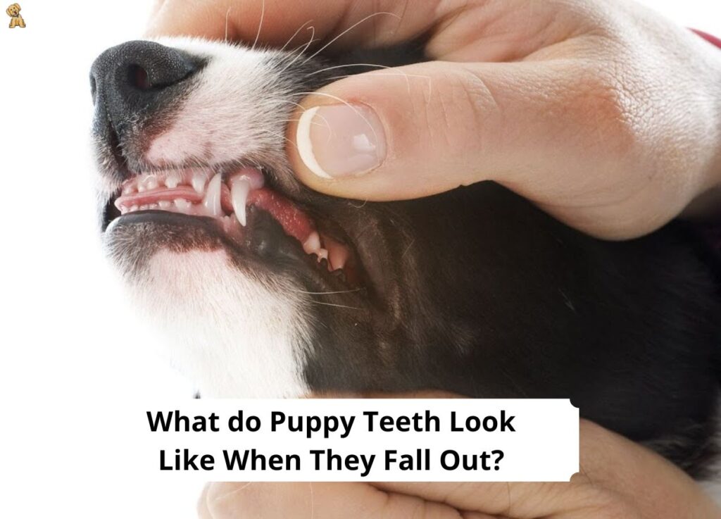 do puppy teeth bleed when they fall out