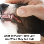What-do-Puppy-Teeth-Look-Like-When-They-Fall-Out-With-Pictures-template