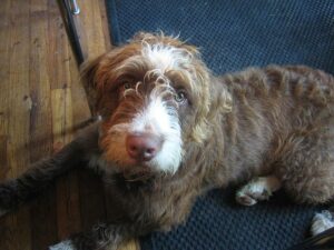 What is the English Bulldog Poodle Mix?